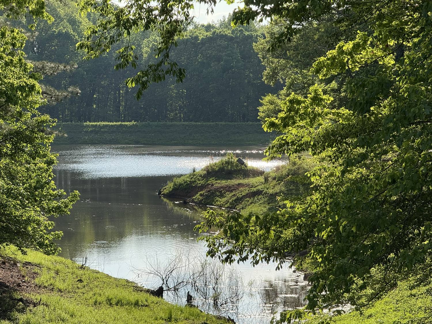 The pond seen through oak branches, sunlight sparkling on the water.
