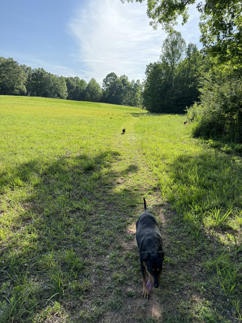 A black and tan dog trotting down a mowed path with the open field ahead.
